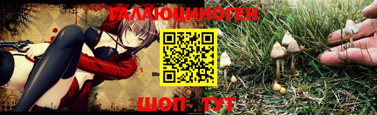 Галлюциногенные грибы Psilocybe Кумертау